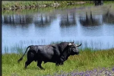 toro bravo