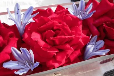 Rose and jacaranda blossoms, Australia