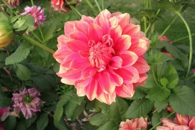 Salmon pink dahlia, Varanasi, India