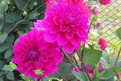 Hot pink dahlias, Varanasi, India