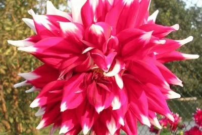 Red and white dahlia, Varanasi, India