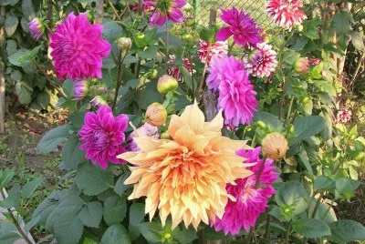 Garden dahlias, Varanasi, India