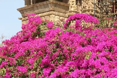 Hot pink bougainvillea at Khajuraho temples, India
