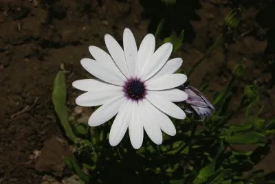 White African daisy, India