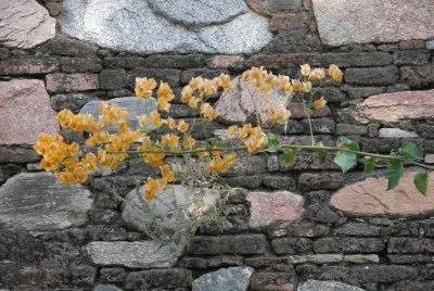 Pale orange bougainvillea against wall, India jigsaw puzzle