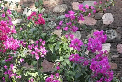 Bougainvillea against wall, India