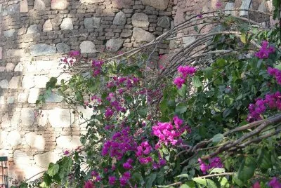 Bougainvillea and sun on wall, India jigsaw puzzle