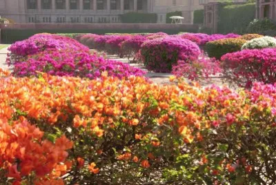 Orange and pink bougainvilleas, Jodhpur, India jigsaw puzzle