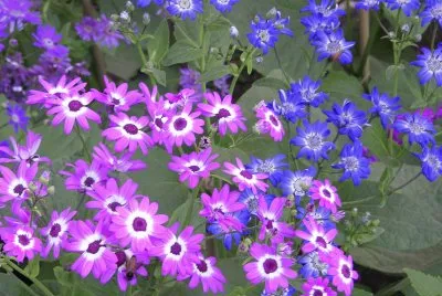 Purple African daisies, Udaipur, India