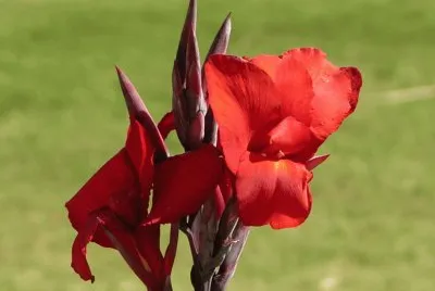 Red amaryllis, Udaipur, India
