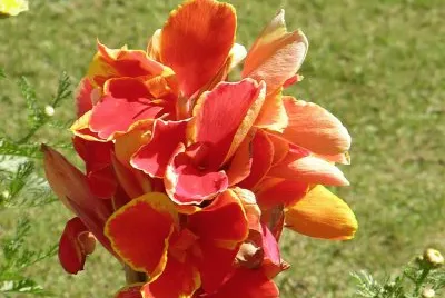 Orange-yellow amaryllis, Udaipur, India