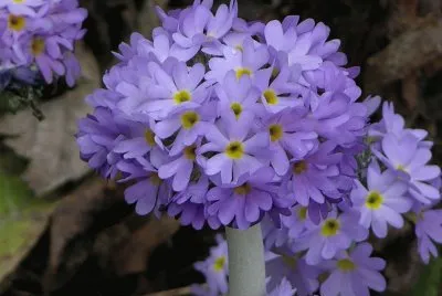 Blue and yellow flowers, Bhutan