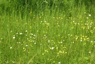 Wildflowers in the meadow, Gotland, Sweden jigsaw puzzle