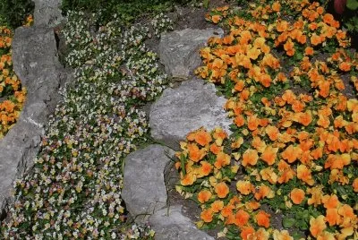 Orange and yellow flower beds, Gotland jigsaw puzzle