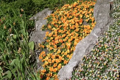 Orange and pale flower beds, Gotland jigsaw puzzle