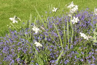 Blue and white flowers, Visby, Gotland jigsaw puzzle