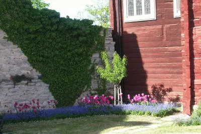 Ivy, pink tulips, blue flowers, red wall, Gotland jigsaw puzzle