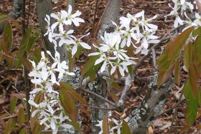 White blossoms, FlÃ¥m, Norway