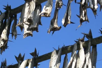 Drying fish2, Lofoten, Norway jigsaw puzzle