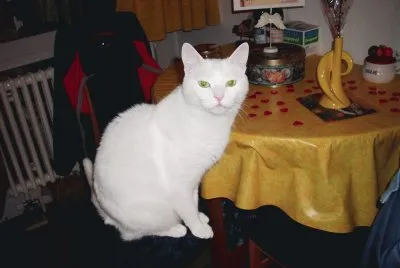 nikitajsi