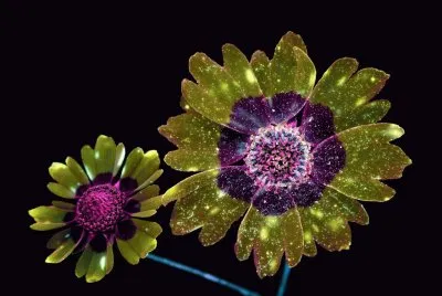 Flor Coreopsis por Craig Burrows