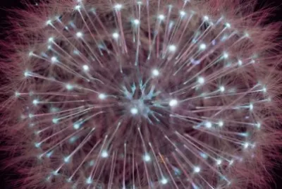 Flor Diente de LeÃ³n por Craig Burrows