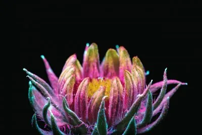 Flor Gaillardia por Craig Burrows