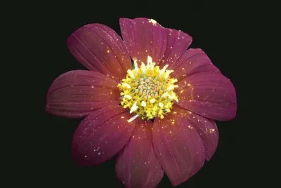 Flor Girasol Mexicano por Craig Burrows
