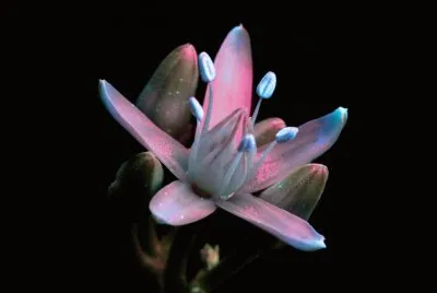 Flor Planta de Jade por Craig Burrows