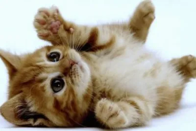 gatos