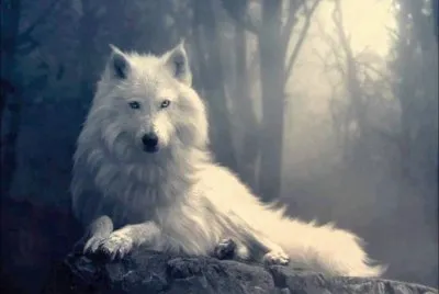 lobo imagen jigsaw puzzle