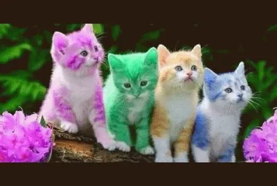 cats