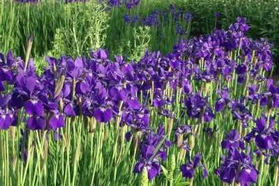 Purple Wild Iris Flowers