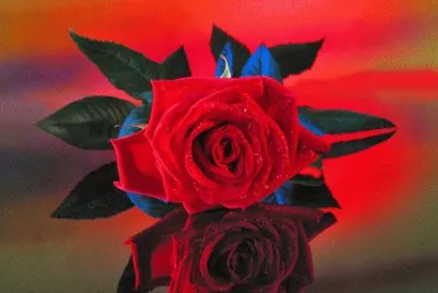 Captivating Red Rose