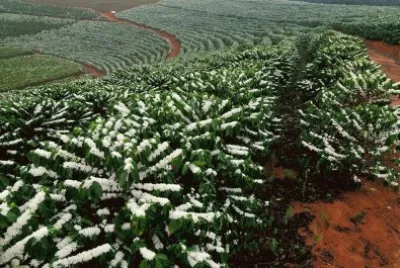 Cafezal Florido jigsaw puzzle