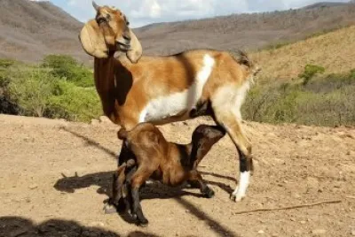 Cabra e sua cria