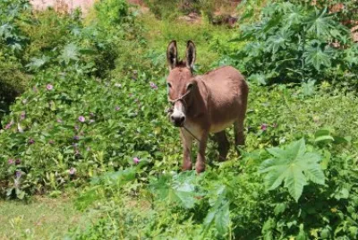 Jumento jigsaw puzzle