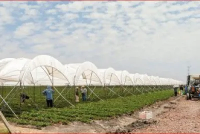 CAMPO AGRICOLA MEXICANO