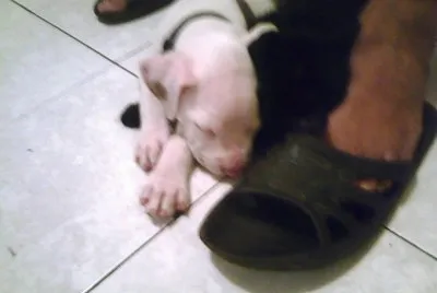 Pit burg