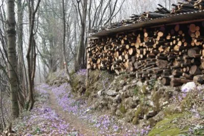 Colchici jigsaw puzzle