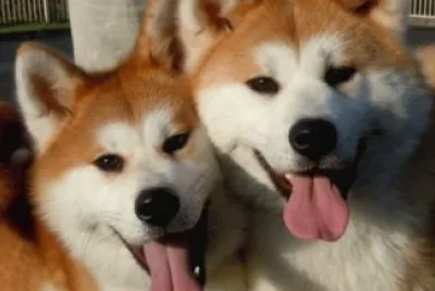 akita