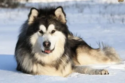alaskan malamute