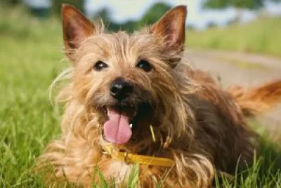 austalian terrier
