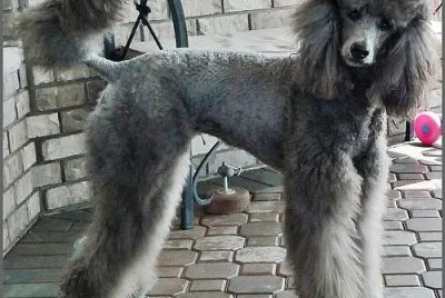 barbone grigio