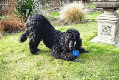 barbone nero jigsaw puzzle