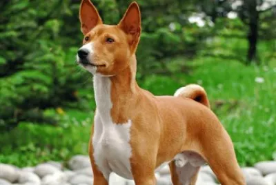 basenji