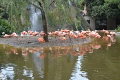 la palmyre