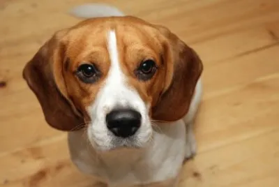 beagle