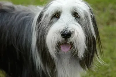 bearder collie