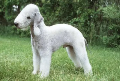 bedlington terrier